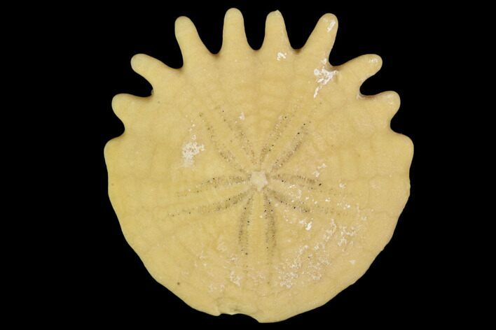 Fossil Sand Dollar (Heliophora) - Boujdour Province, Morocco #106755